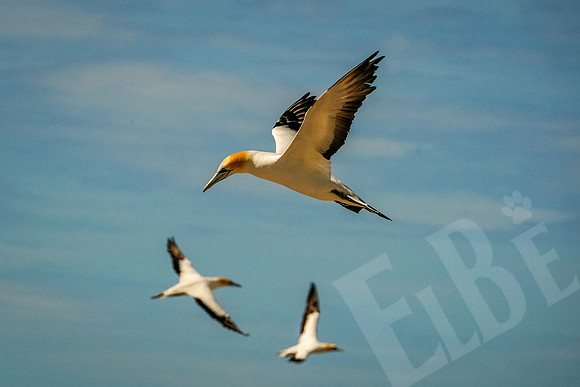 1634_Napier_020520