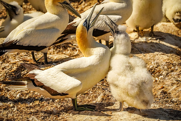 1640_Napier_020520
