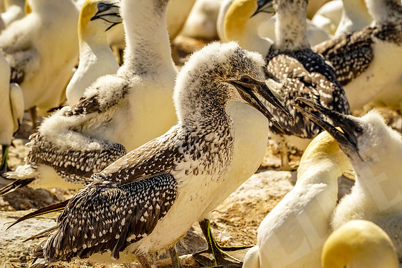 1643_Napier_020520