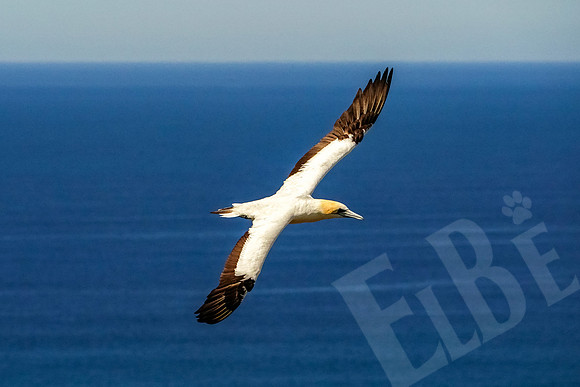 1653_Napier_020520