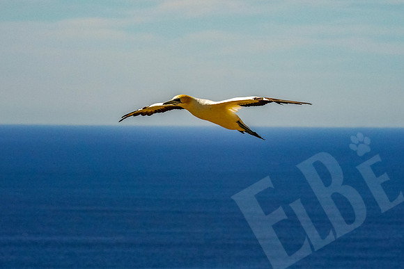 1659_Napier_020520