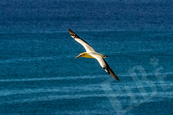 1662_Napier_020520