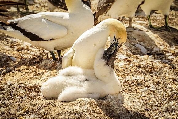 1672_Napier_020520
