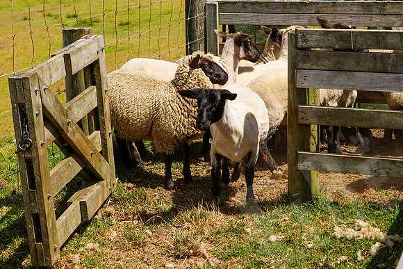 1819_Auckland_020720