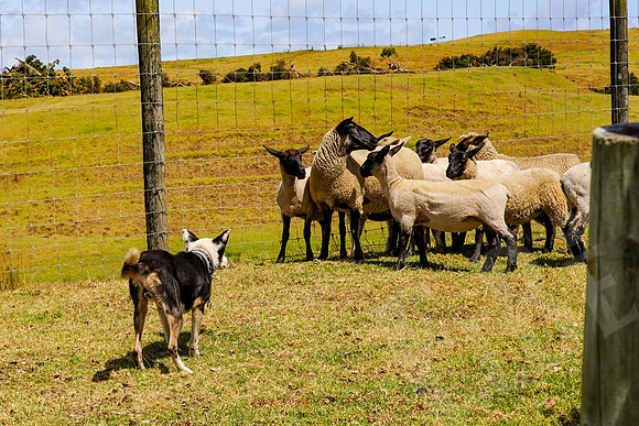 1823_Auckland_020720