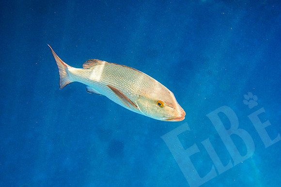 160_PortDouglas_012220