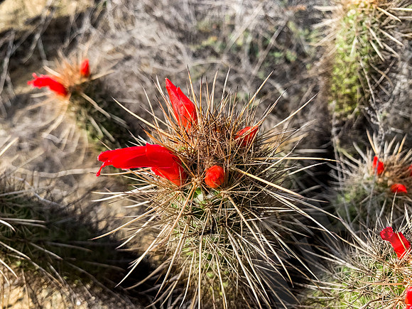Baja_1451_011222