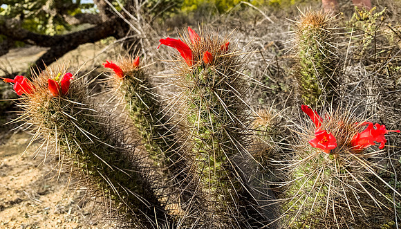 Baja_1449_011222