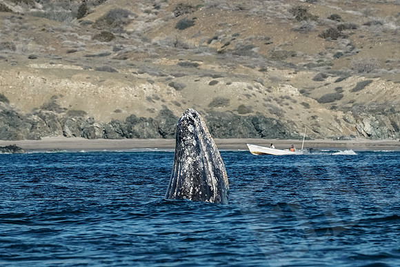 Baja_1146_011422