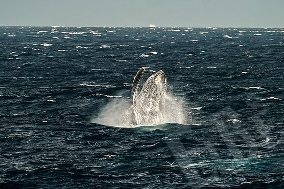 Baja_344_011122