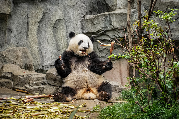 PandaBase_240_051718
