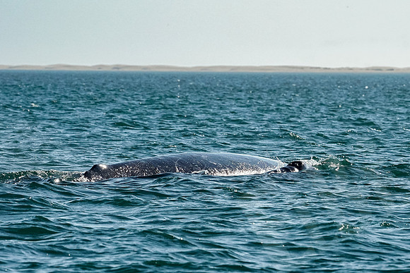 Baja_952_011322