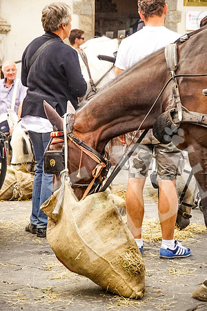 ItalyFlorence_143_091915