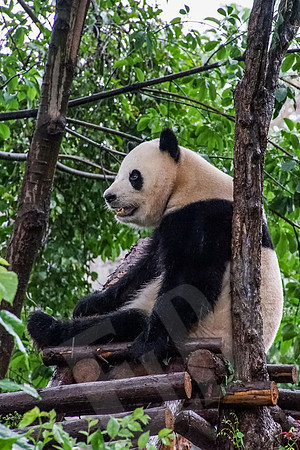PandaBase_072_051718