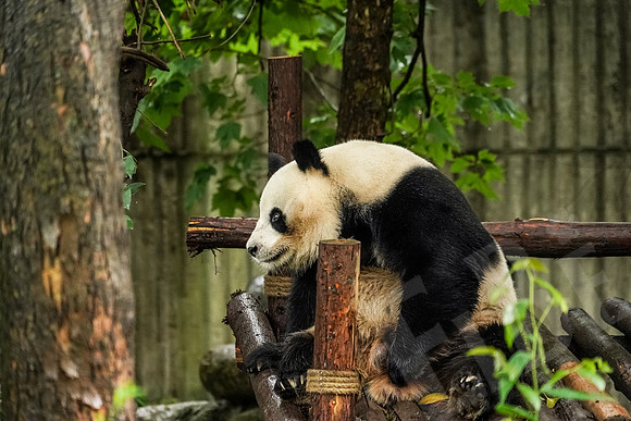PandaBase_210_051718