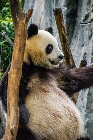PandaBase_276_051718