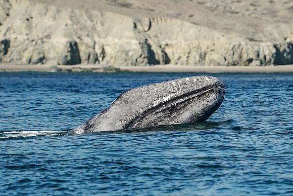 Baja_1164_011422