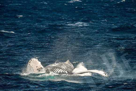 Baja_288_011122