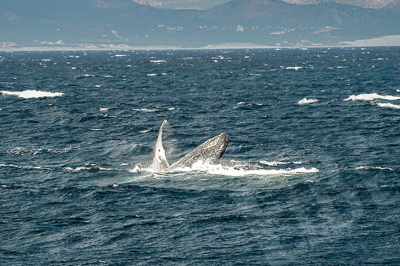 Baja_463_011122