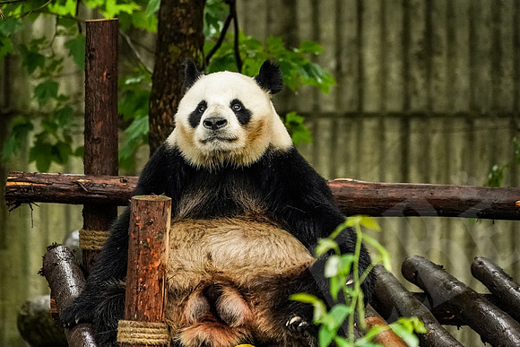 PandaBase_196_051718