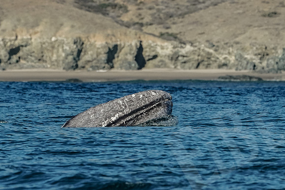 Baja_1158_011422