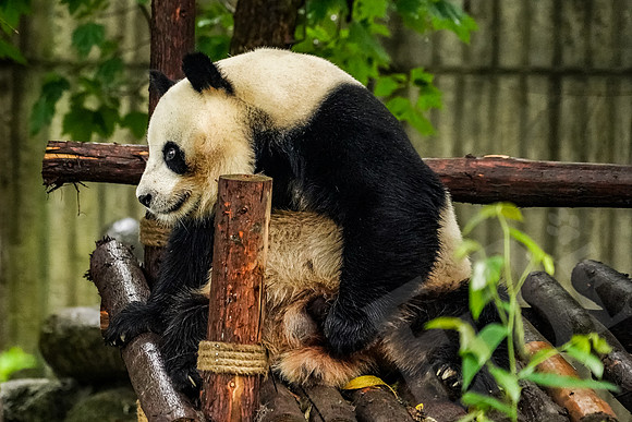 PandaBase_187_051718