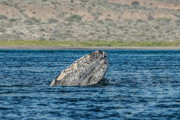 Baja_1110_011422