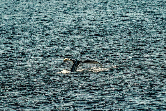 Baja_619_011122