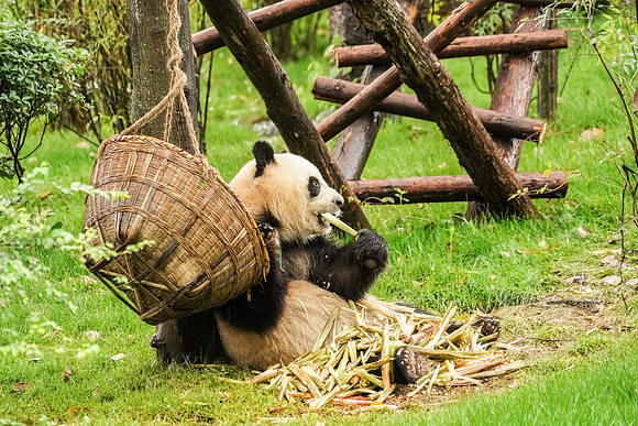 PandaBase_142_051718