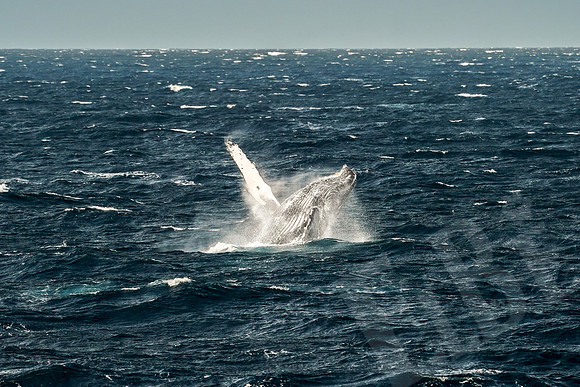 Baja_336_011122