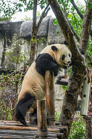 PandaBase_085_051718