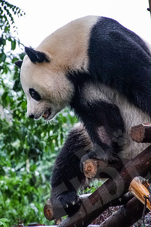 PandaBase_075_051718