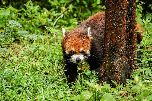 PandaBase_149_051718