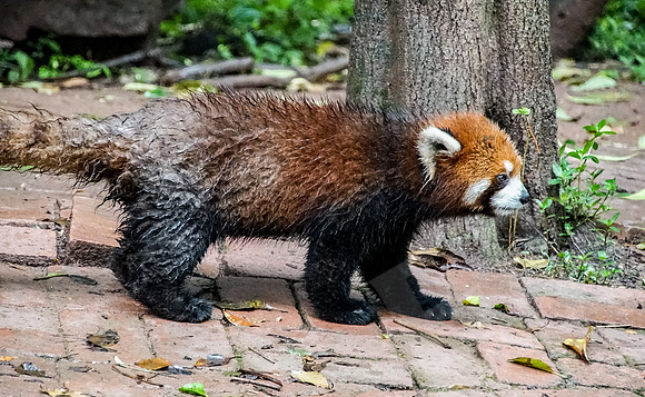 PandaBase_151_051718