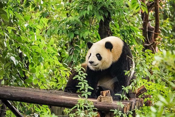 PandaBase_175_051718