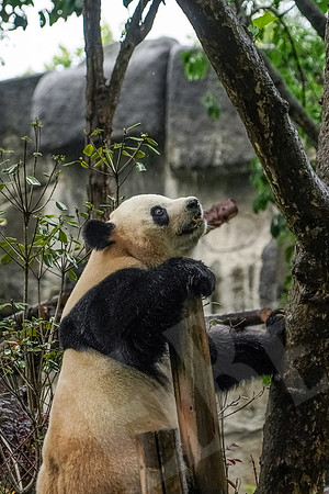 PandaBase_080_051718