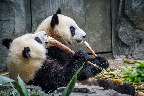 PandaBase_251_051718