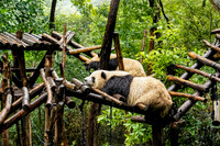 Pandas