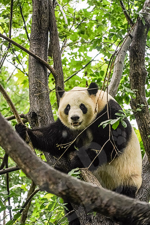 PandaBase_125_051718